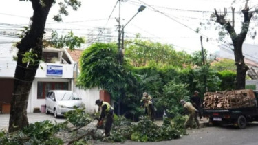 Antisipasi Tumbang, 19.972 Pohon di Jakarta Selatan Dipangkas