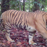Empat Harimau Terekan di TNBT, Bukti Ekosistem Terjaga