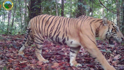 Empat Harimau Terekan di TNBT, Bukti Ekosistem Terjaga