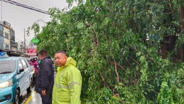 Lalin Ciputat Sempat Macet Pagi Ini Buntut Pohon Tumbang, Kapolsek Ciputat Timur: Sudah Berhasil Dievakuasi