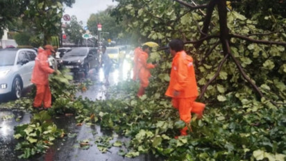 Hujan Deras Mengguyur Jakarta, Pohon Angsana 10 Meter Tumbang di Jalan Kemang Raya dan Pakubuwono