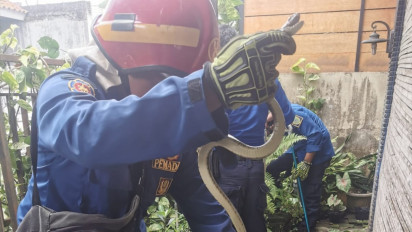 Ular Sawa Sepanjang Satu Meter Masuk ke Pemukiman Warga di Bantul, Tim Damkar Lakukan Evakuasi