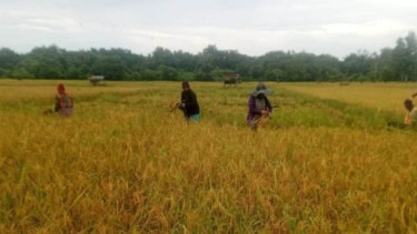 Harga Gabah Anjlok di Bawah HPP, DPR Desak Pemerintah dan Bulog Bergerak Cepat