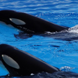 Paus Pembunuh Punya Budaya Pijat Rumput Laut, Ilmuwan Terkejut