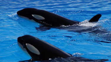 Paus Pembunuh Punya Budaya Pijat Rumput Laut, Ilmuwan Terkejut