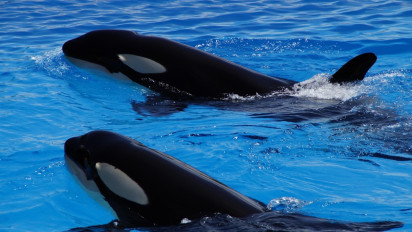Paus Pembunuh Punya Budaya Pijat Rumput Laut, Ilmuwan Terkejut