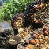 EUDR Tekan Ekspor RI, CORE Desak Pemerintah Perkuat Diplomasi dan Percepat Reformasi Sawit