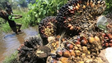 Kabar Gembira Petani Riau, Harga TBS Kelapa Sawit Naik Jadi Rp3.468,17 Per Kilogram