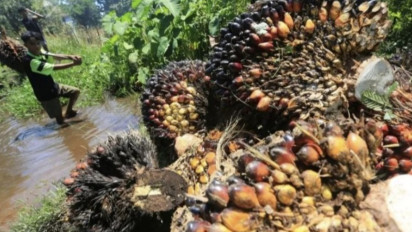 Kabar Gembira Petani Riau, Harga TBS Kelapa Sawit Naik Jadi Rp3.468,17 Per Kilogram