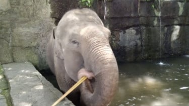 Patuhi SE Kemenhut, Bali Zoo Hentikan Program Gajah Tunggang