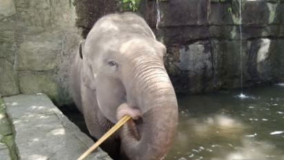 Patuhi SE Kemenhut, Bali Zoo Hentikan Program Gajah Tunggang