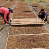 Tembakau Jadi Penopang Devisa dan Ekonomi Desa, Kementan Soroti Ancaman Regulasi Industri