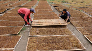Soal Rencana Menkeu Purbaya Tambah Layer Tarif Cukai Hasil Tembakau, GAPPRI Minta Dilibatkan