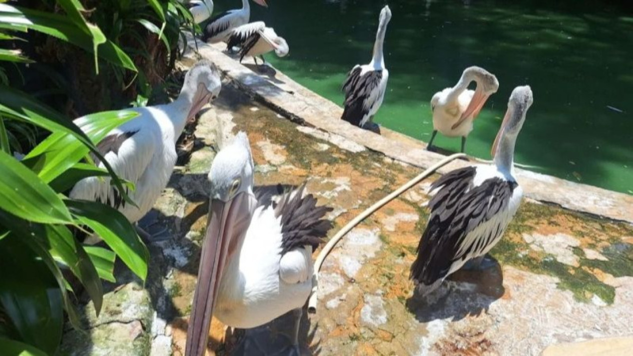 Meskipun Turun dari Tahun Lalu, 12 Ribu Orang Padati Ragunan Saat Libur Isra Miraj: Ada Aksi "Ngobrol" Bareng Satwa
            - galeri foto