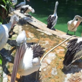 Meskipun Turun dari Tahun Lalu, 12 Ribu Orang Padati Ragunan Saat Libur Isra Miraj: Ada Aksi "Ngobrol" Bareng Satwa