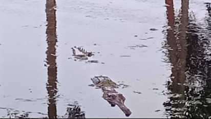 Buaya Mulai Timbul di Dekat Pemukiman, Warga Mulai Gelisah