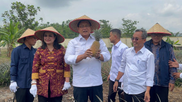 Wamentrans Viva Yoga Kenalkan Nanas Moris Hasil Tani Transmigran Pekan Baru