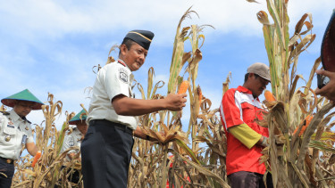 Lapas Blitar Panen Terong dan Jagung, Hasilnya Disalurkan untuk Korban Bencana di Sumatra