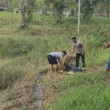 Detik-Detik Menegangkan Polisi Duel Lawan Buaya 3 Meter Demi Selamatkan Nyawa Seorang Ibu di Tarakan