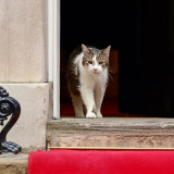 Larry the Cat Bikin Diplomasi Prabowo–PM Starmer Makin Cair di Downing Street Inggris