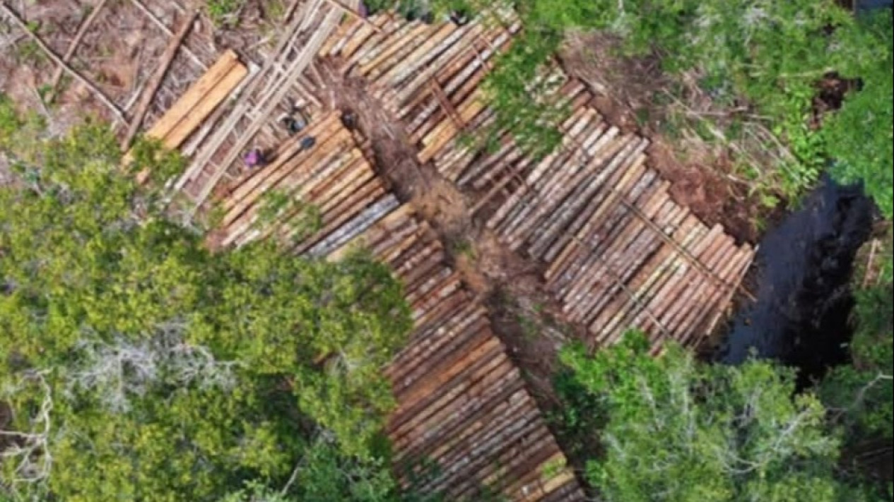 Gakkum Telusuri Rakit Kayu Ilegal Sungai Pawan, 1.500 Batang Disita di Hutan Ulak Medang
            - galeri foto