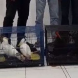 Gakkum Sumut Gagalkan Perdagangan 7 Ekor Burung Langka Asal Papua dan Maluku Menuju Thailand