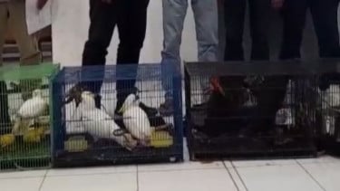 Gakkum Sumut Gagalkan Perdagangan 7 Ekor Burung Langka Asal Papua dan Maluku Menuju Thailand