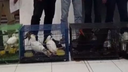 Gakkum Sumut Gagalkan Perdagangan 7 Ekor Burung Langka Asal Papua dan Maluku Menuju Thailand