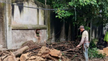 Pohon Tinggi 10 Meter Tumbang dan Banjir Meluas di Jakarta, BPBD: 18 Ruas Jalan Tergenang Air