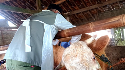 55 Kasus PMK Terdeteksi di Kulon Progo dan Bantul, Sampel Diambil dan Vaksinasi Digencarkan