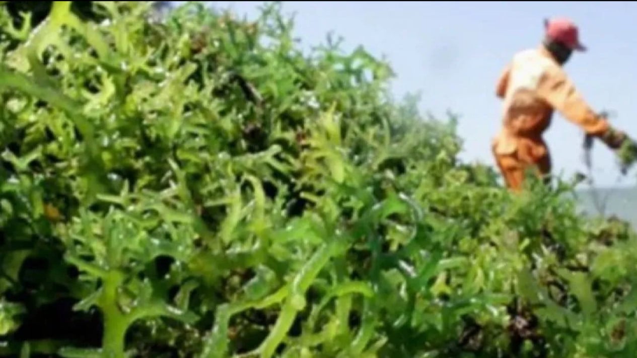 Pangan Berbasis Rumput Laut Mulai Dilirik Masyarakat
            - galeri foto