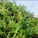 Pangan Berbasis Rumput Laut Mulai Dilirik Masyarakat