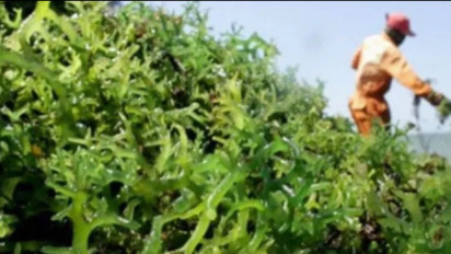 Pangan Berbasis Rumput Laut Mulai Dilirik Masyarakat