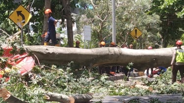 Ayah dan Anak Tewas Tertimpa Pohon Randu Setinggi 20 Meter yang Tumbang di Jalan Baru Notonegoro Sleman