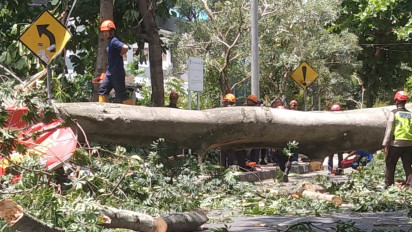 Ayah dan Anak Tewas Tertimpa Pohon Randu Setinggi 20 Meter yang Tumbang di Jalan Baru Notonegoro Sleman