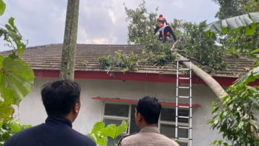 Detik-Detik Pria Tewas Tertimpa Pohon di Depan Sang Istri Saat Angin Kencang Terjang Jember