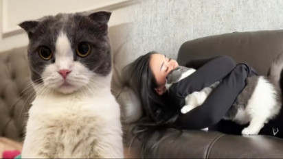 Setelah Lula Lahfah Meninggal, Kucing Kesayangannya Mikasa Turut Kehilangan Pemiliknya, Dara Arafah: Belum Mau Makan