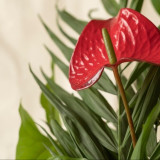 5 Tanaman Hias yang Mudah Dirawat di Rumah, Cocok untuk Pemula dan Bikin Ruangan Segar!