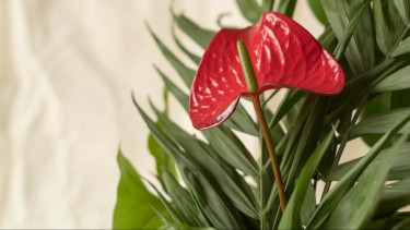 5 Tanaman Hias yang Mudah Dirawat di Rumah, Cocok untuk Pemula dan Bikin Ruangan Segar!