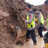 Bantu Upaya Pencarian Korban Longsor, Polres Pemalang Kerahkan Anjing Pelacak