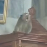 Geger! Monyet Liar Naik ke Atas Mimbar Masjid di Cakung, Petugas Damkar Gerak Cepat Evakuasi