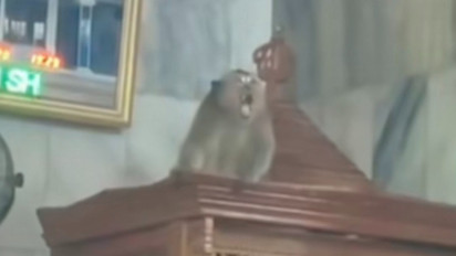Geger! Monyet Liar Naik ke Atas Mimbar Masjid di Cakung, Petugas Damkar Gerak Cepat Evakuasi