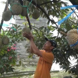 Durian Wonosalam Tetap Berbuah Lebat di Tengah Cuaca Ekstrem, Satu Pohon Tembus 100 Buah