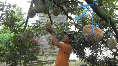 Durian Wonosalam Tetap Berbuah Lebat di Tengah Cuaca Ekstrem, Satu Pohon Tembus 100 Buah