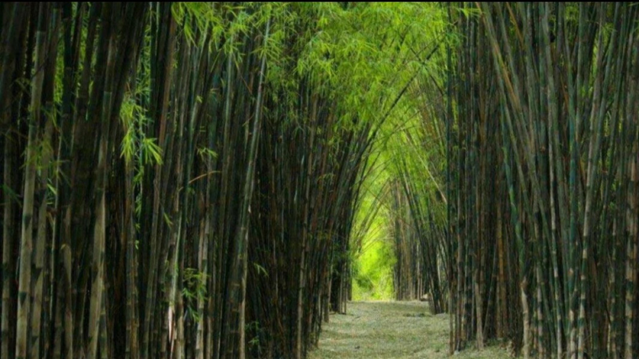 Soroti Bencana Akibat Kerusakan Alam, Aktivis Lingkungan: Bambu Bisa Jadi Amunisi Pertahanan Ekologis
            - galeri foto