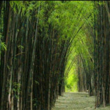 Soroti Bencana Akibat Kerusakan Alam, Aktivis Lingkungan: Bambu Bisa Jadi Amunisi Pertahanan Ekologis