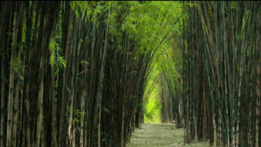 Soroti Bencana Akibat Kerusakan Alam, Aktivis Lingkungan: Bambu Bisa Jadi Amunisi Pertahanan Ekologis