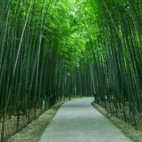 Inisiatif Hutan Bambu di Bali Dinilai Jadi Model Baru Pelestarian Lingkungan