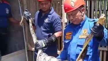 Dua Ular Piton Sepanjang Dua Meter Diamankan Petugas Damkar Kulon Progo, Satu Telah Memangsa Ayam Warga