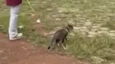 Viral Video Pria Tendang Kucing hingga Mati di Stadion Kridosono Blora, Pensiunan ASN Itu Akhirnya Diperiksa